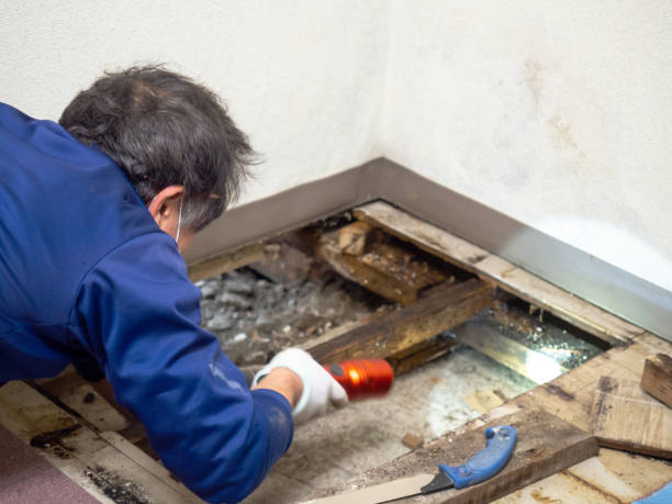 Best Post-Remediation Services in Commerce, TX