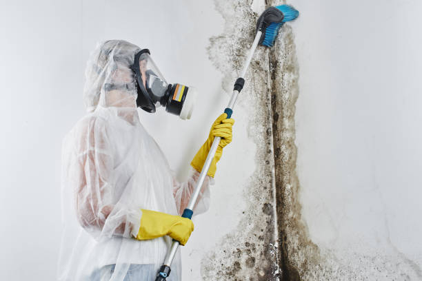 Best Mold Remediation for Specific Building Types in Commerce, TX
