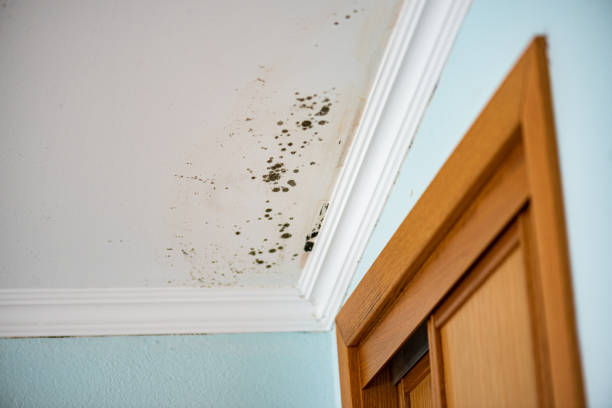 Best Attic Mold Remediation in Commerce, TX