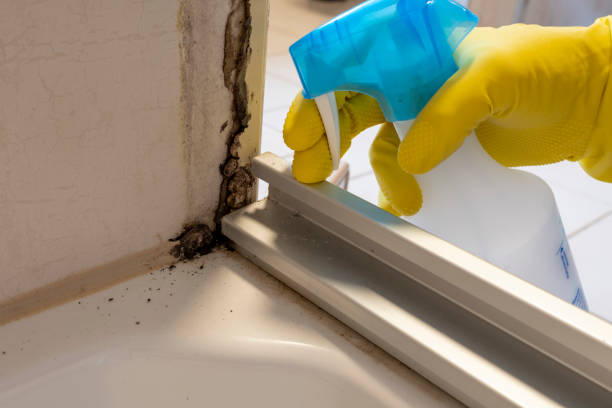 Best HVAC Mold Remediation in Commerce, TX