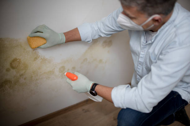 Best Mold Remediation for Specific Building Types in Commerce, TX