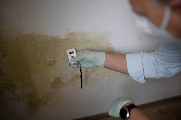 Best Residential Mold Remediation in Commerce, TX