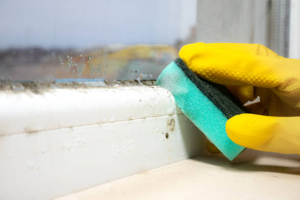 Best Industrial Mold Remediation in Commerce, TX