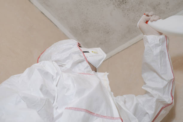 Best Commercial Mold Remediation in Commerce, TX