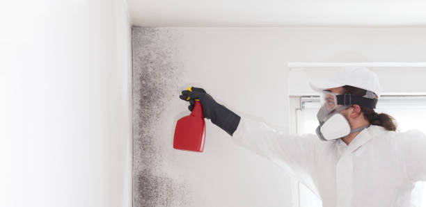 Best Attic Mold Remediation in Commerce, TX