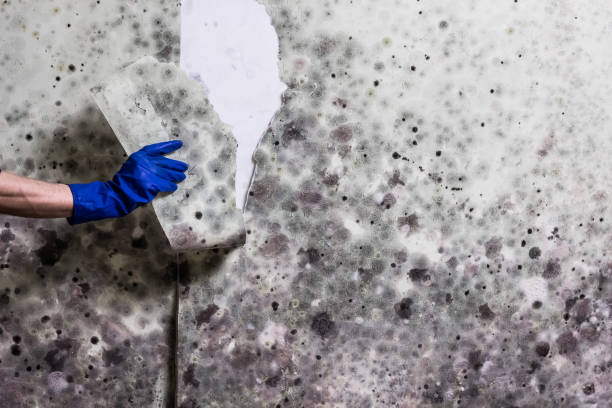 Best Bathroom Mold Remediation in Commerce, TX