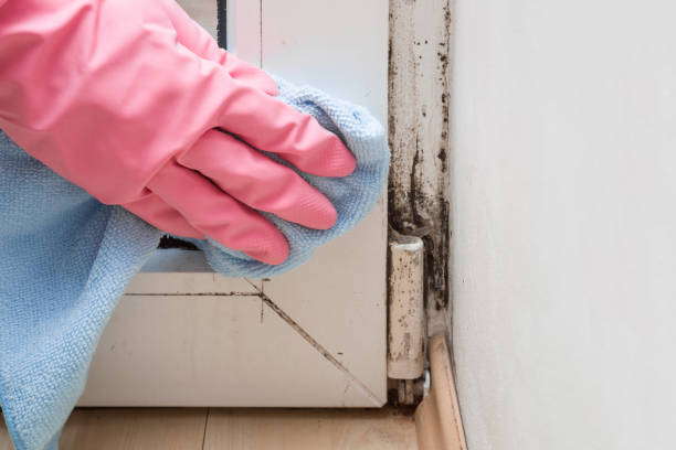 Best Post-Flood Mold Remediation in Commerce, TX